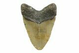 Fossil Megalodon Tooth - North Carolina #356704-2